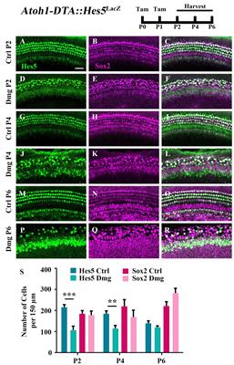 Spontaneous Hair Cell Regeneration Is Prevented by Increased Notch Signaling in Supporting Cells